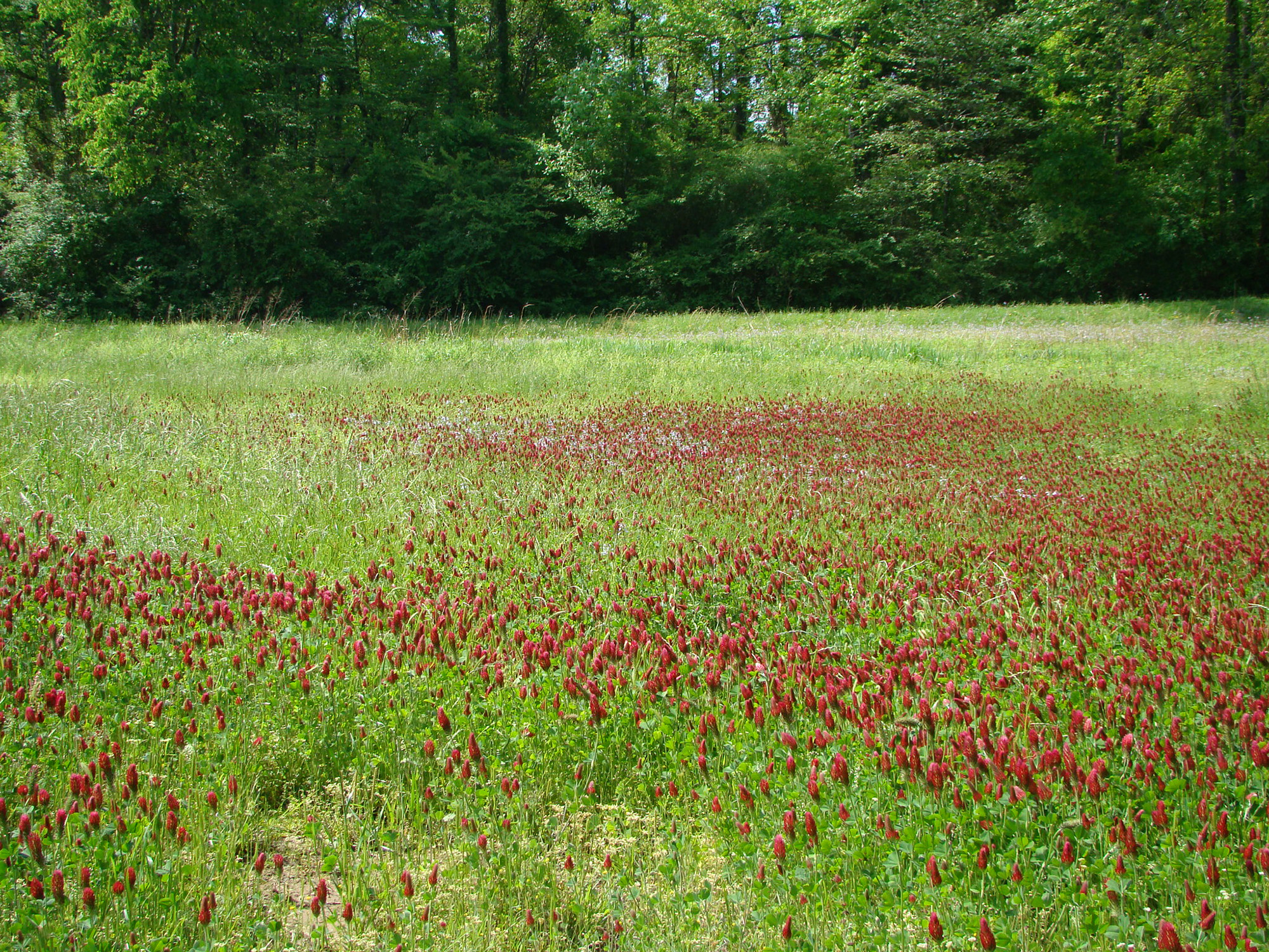 field of clover